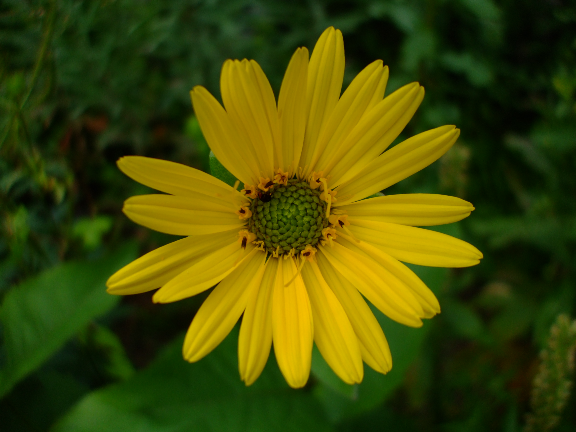 Silphium perfoliatum